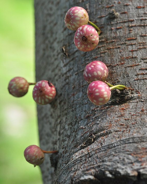 ไกร Ficus superba  (Miq.)Miq. <br/>Moraceae